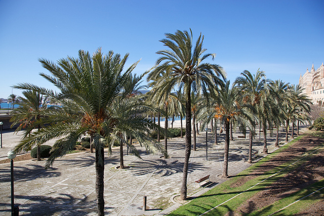 So bleibt das eigene Gewerbe auf Mallorca kein Traum