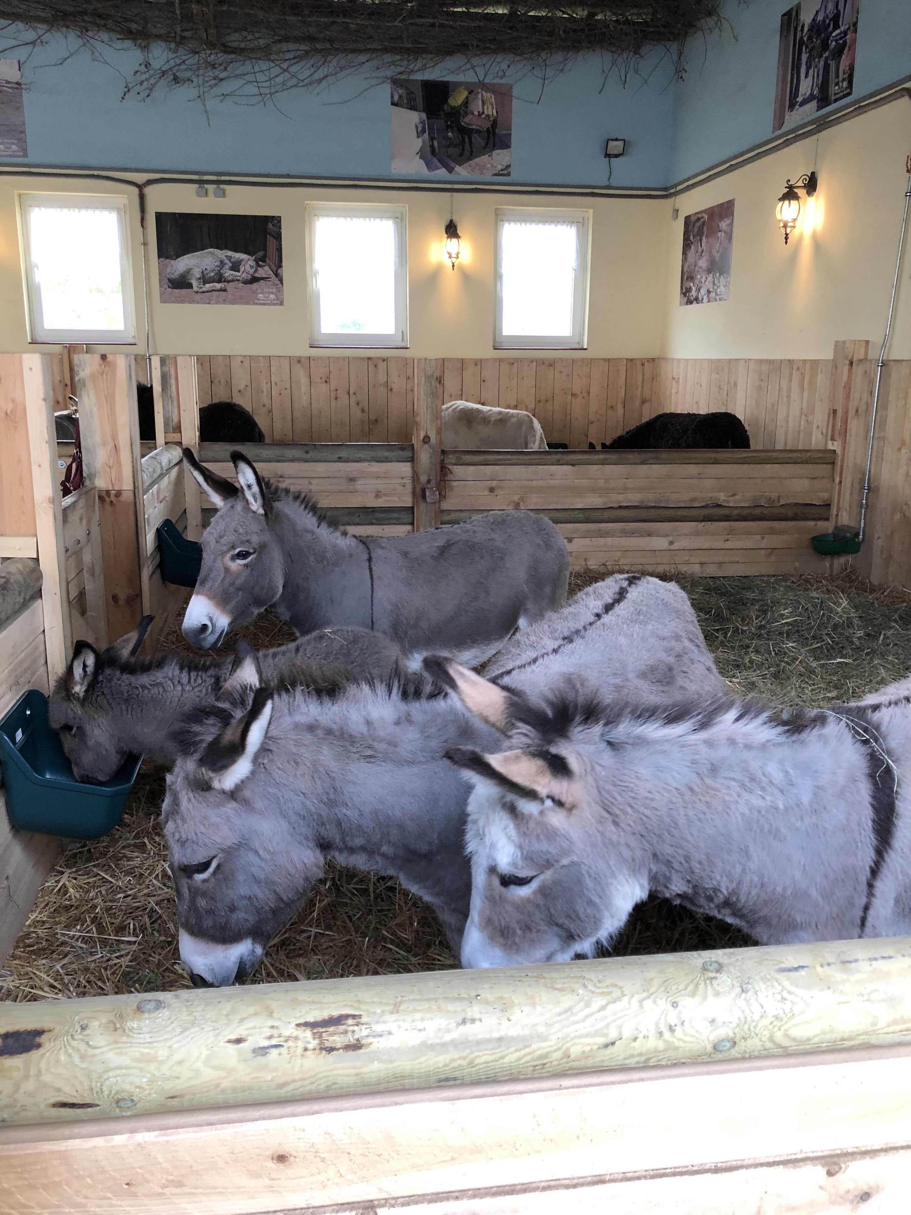 So geht Tierschutz: Die Ballermann® Ranch