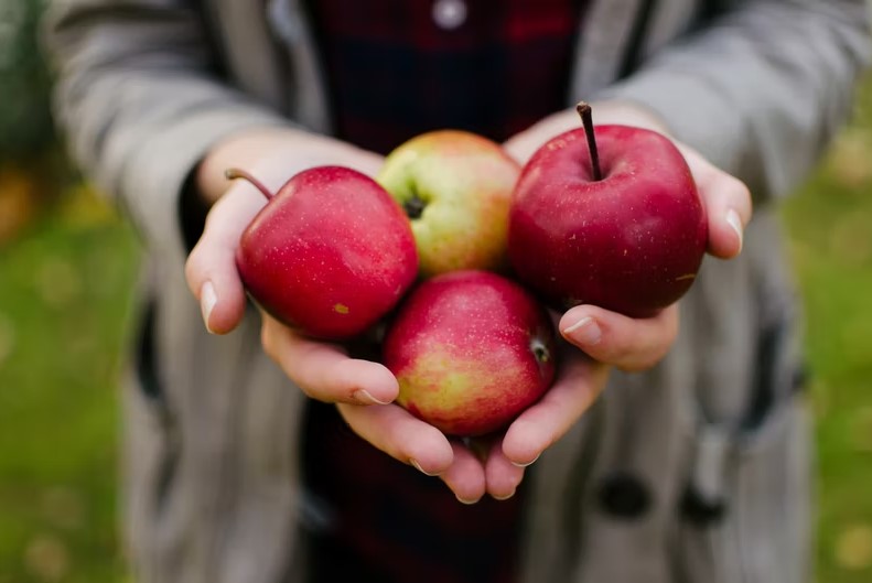 Der Apfel – gesund und schmackhaft